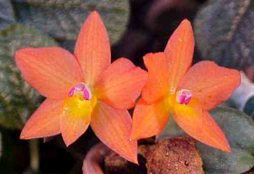 Sophronitis cernua   